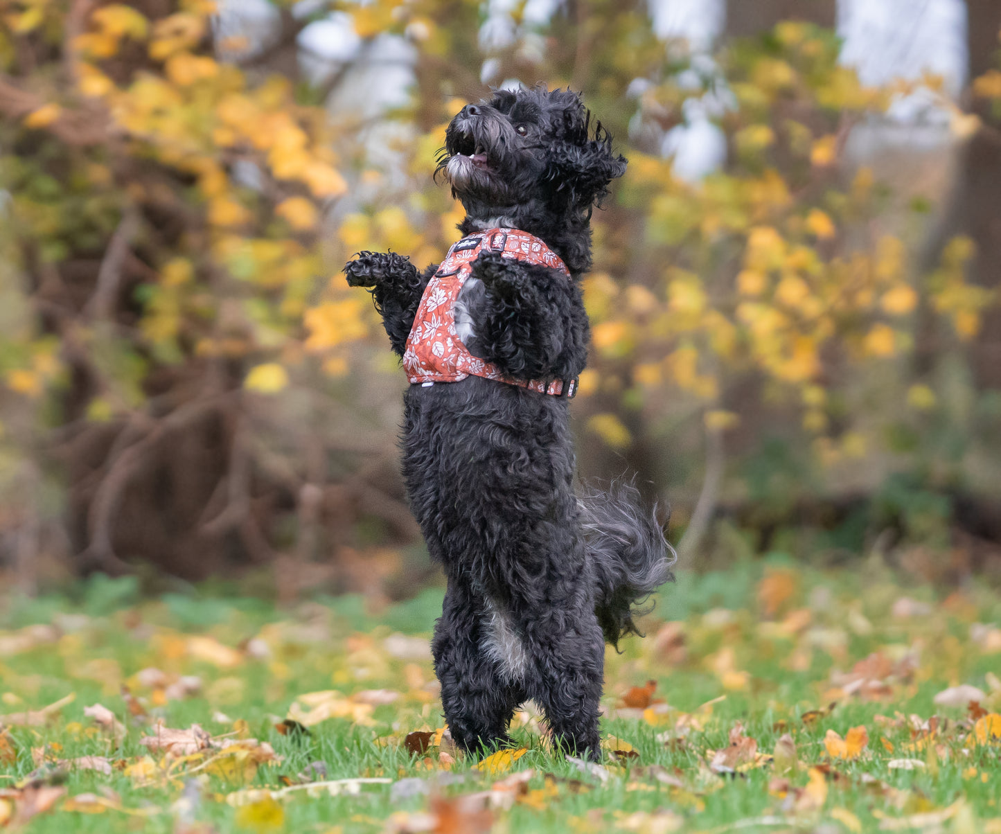 Hike & Go™ Harness - Falling For You