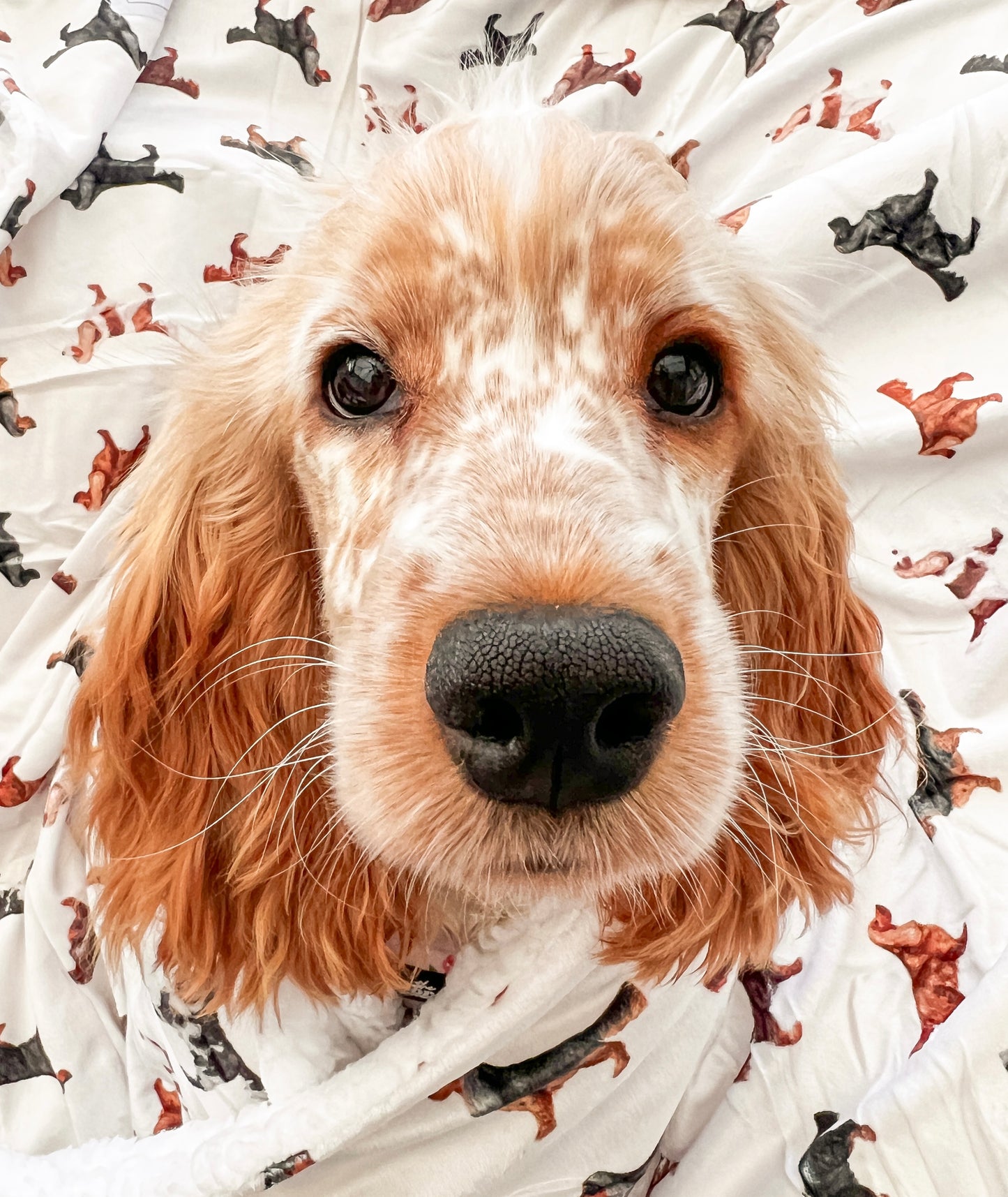 Supersize Soft Blanket - Watercolour Cocker Spaniels