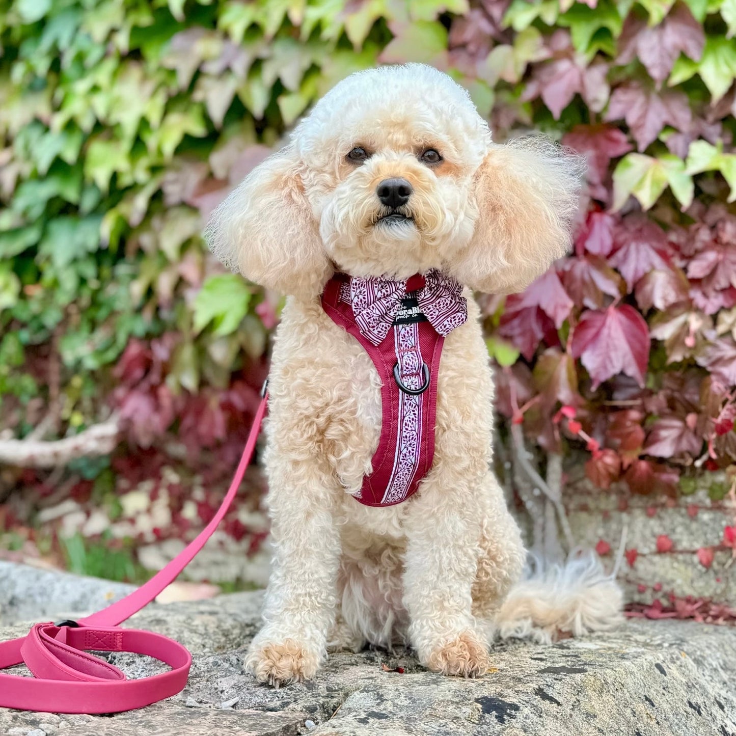 Hike & Go™ Harness - Cherrywood Ivy