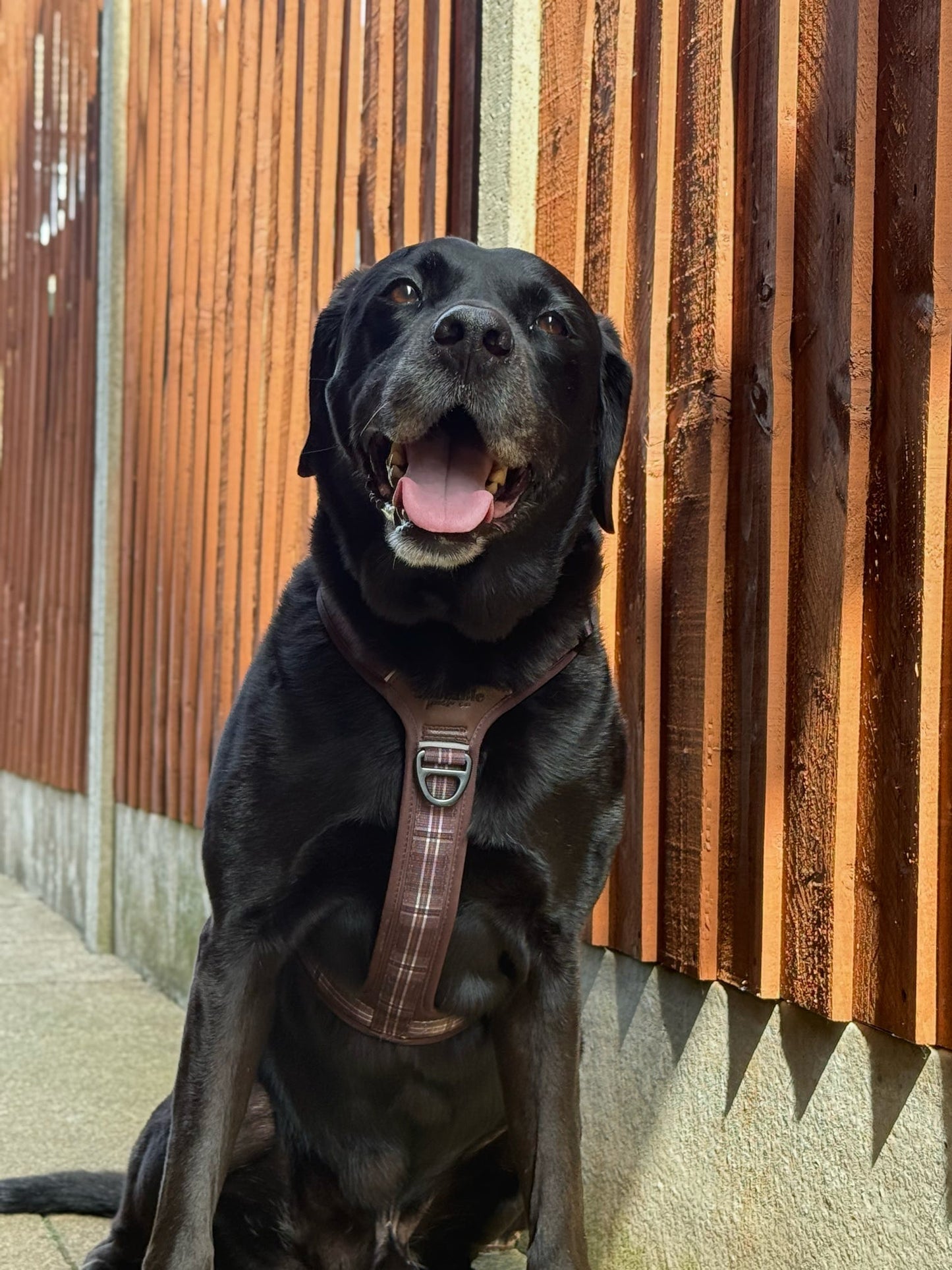 Streamline Pro™ Dog Harness - Heritage Collection - Truffle Brown