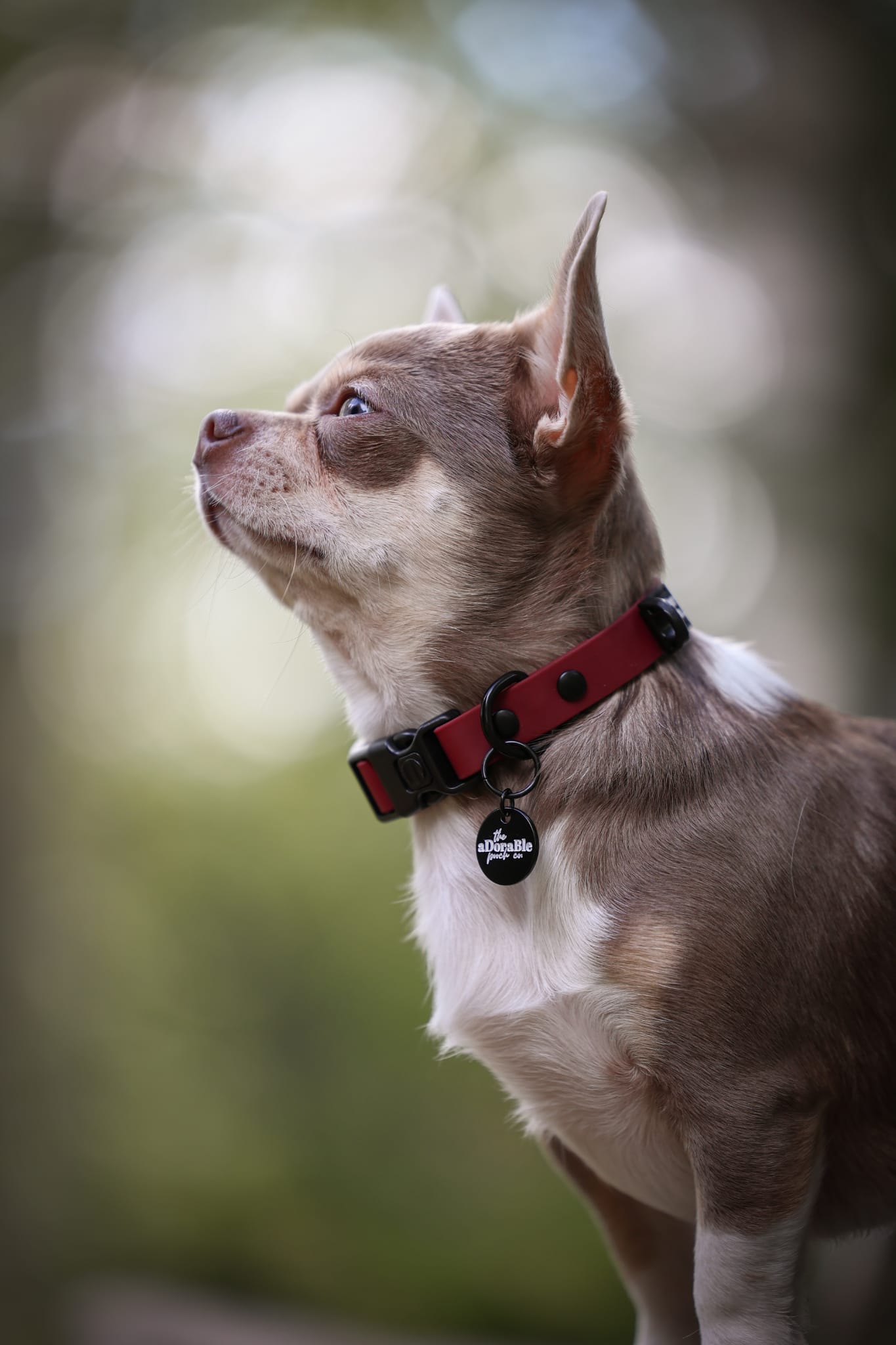 HydroFlex Lite™ Dog Collar - Merlot