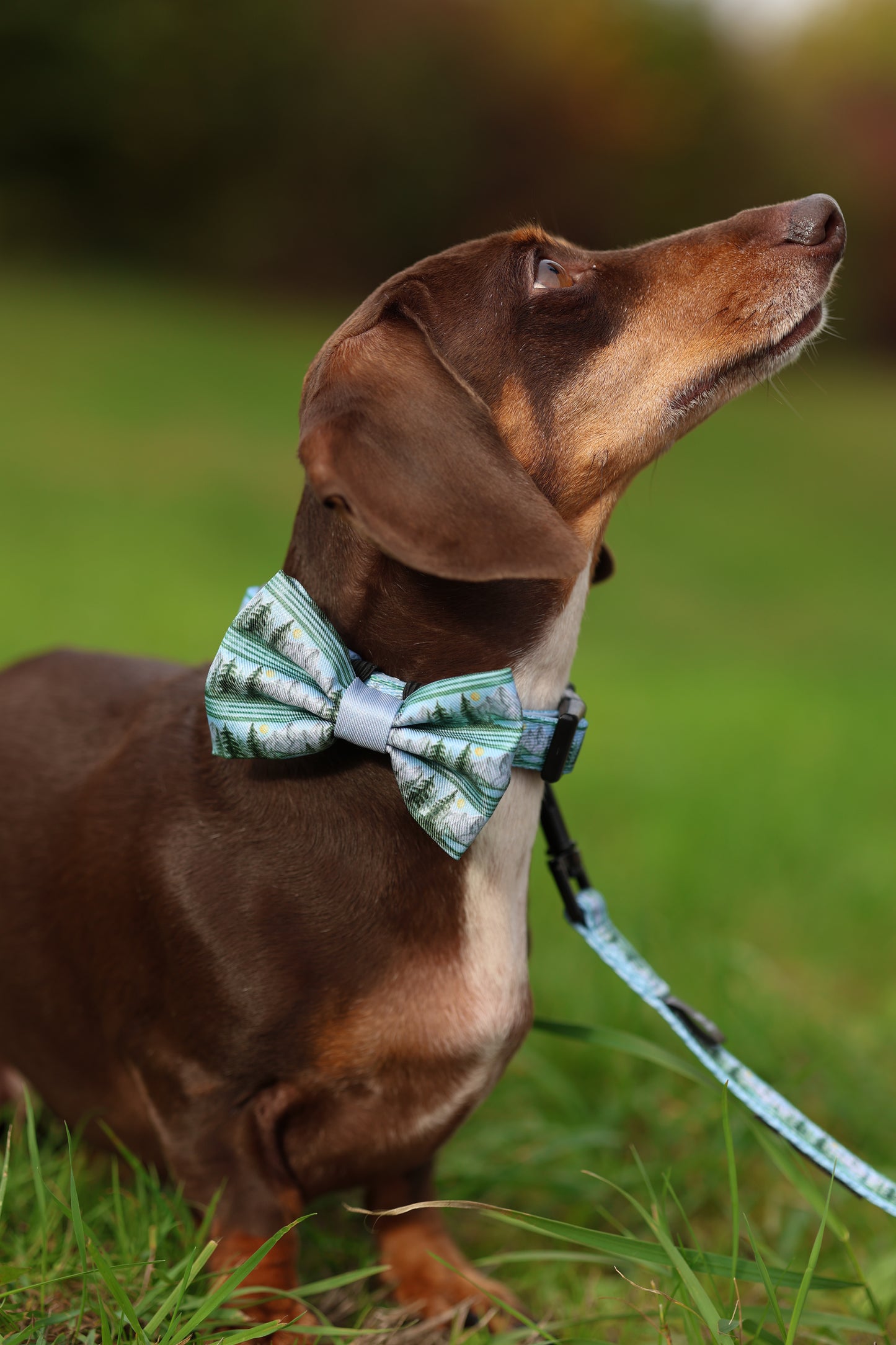 Bow Tie - Daydream Heights