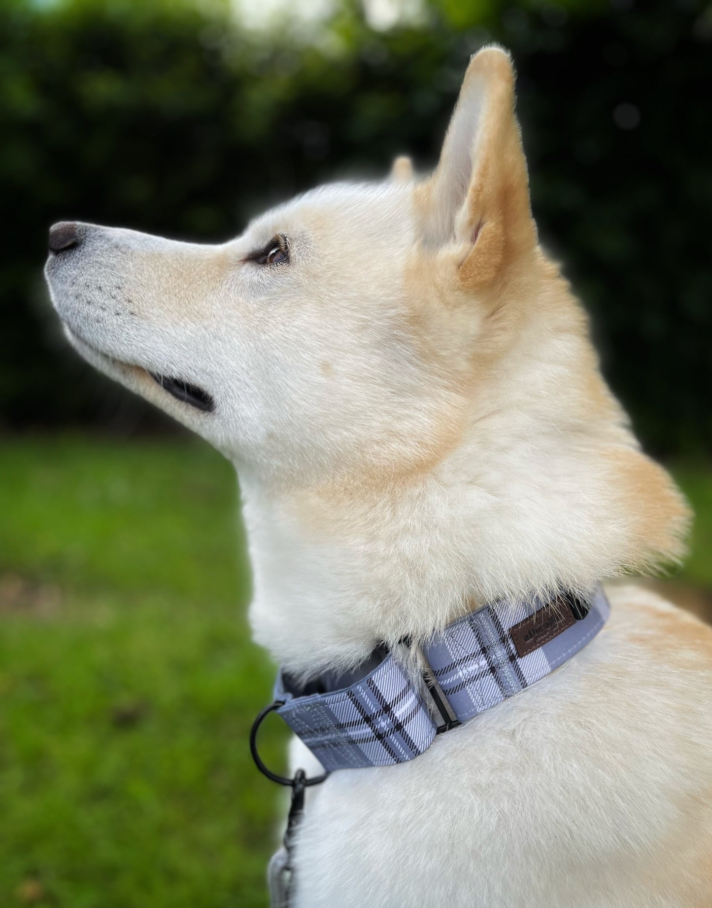 Heritage Martingale Collar - Gunsmoke Grey