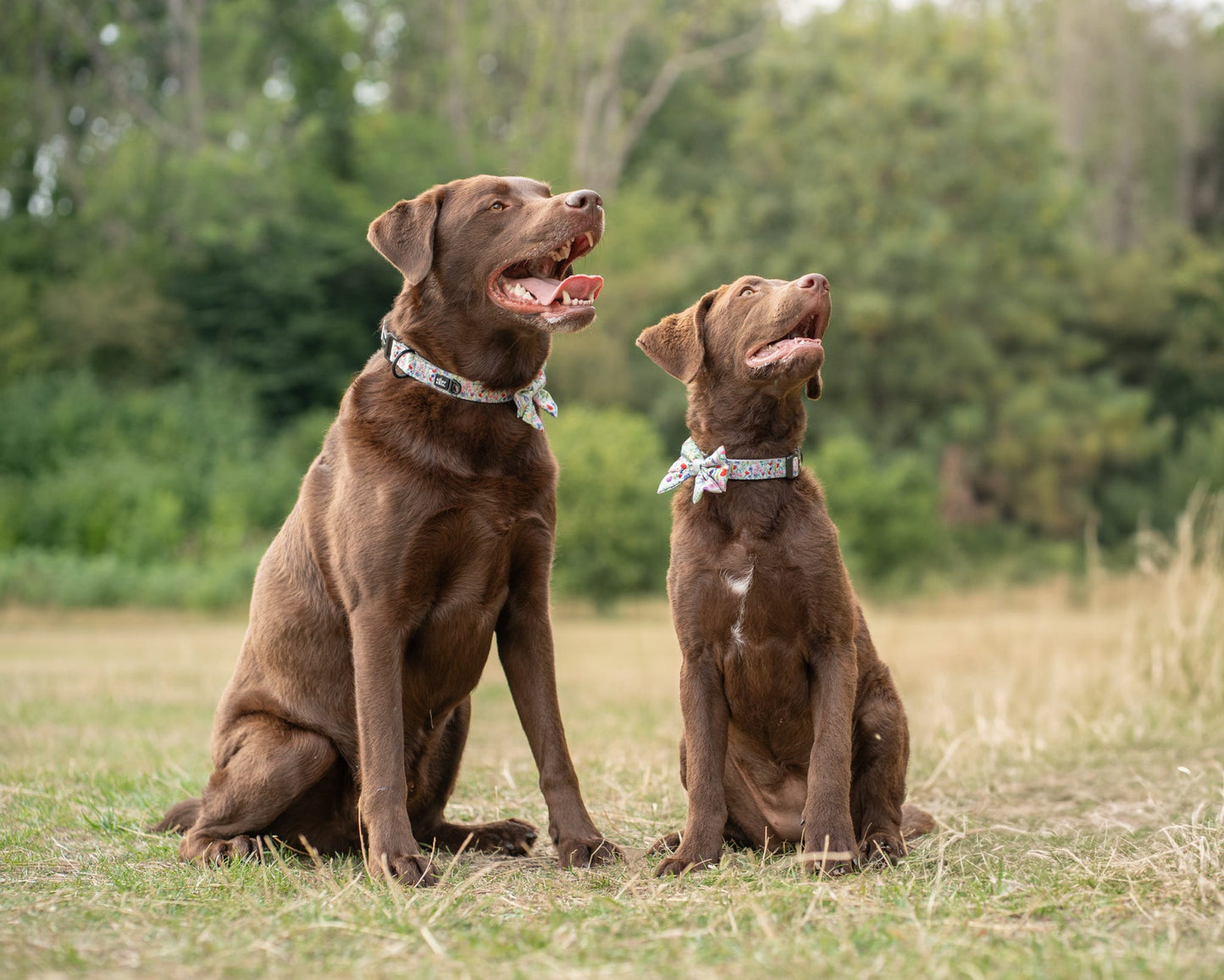 Collar - Wildflower Meadow