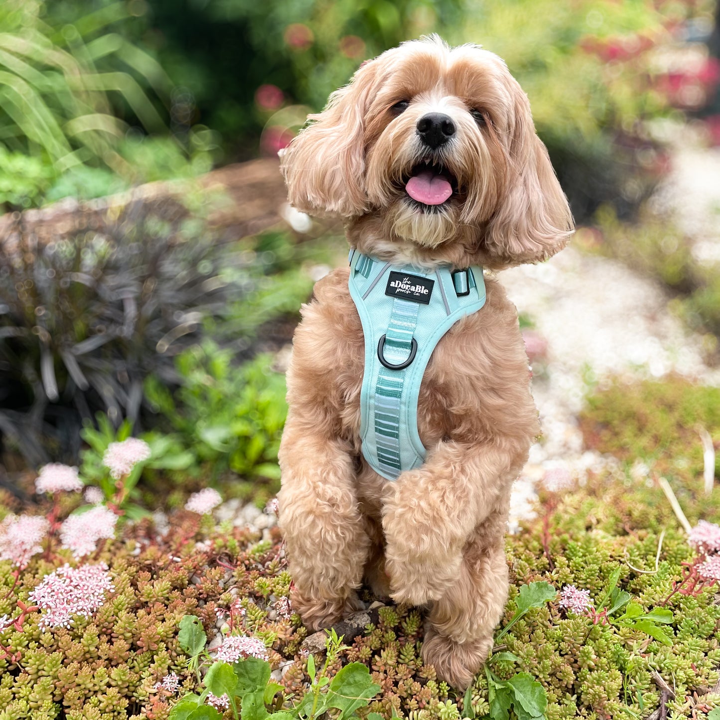 Hike & Go™ Harness - Hint Of Mint