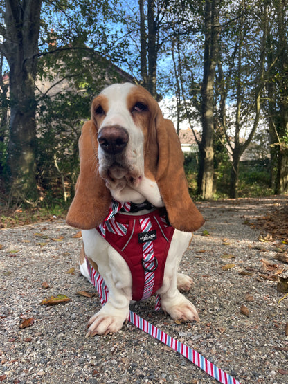 Hike & Go™ Harness - Candy Cane Swirl