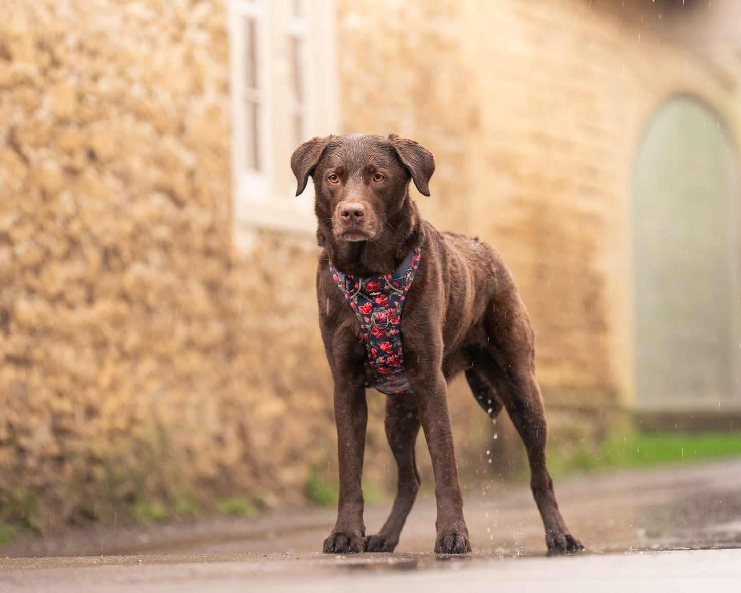 Laura Ashley Dog Harness - Gosford Meadow