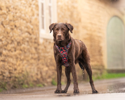 Laura Ashley Dog Harness - Gosford Meadow