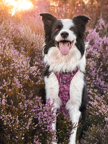 Hike & Go™ Harness - Highland Heather