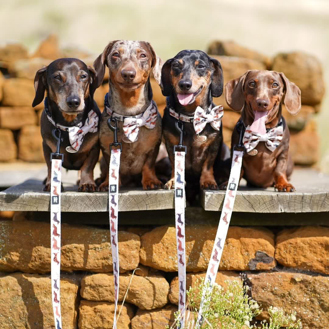 Collar - Watercolour Weenies