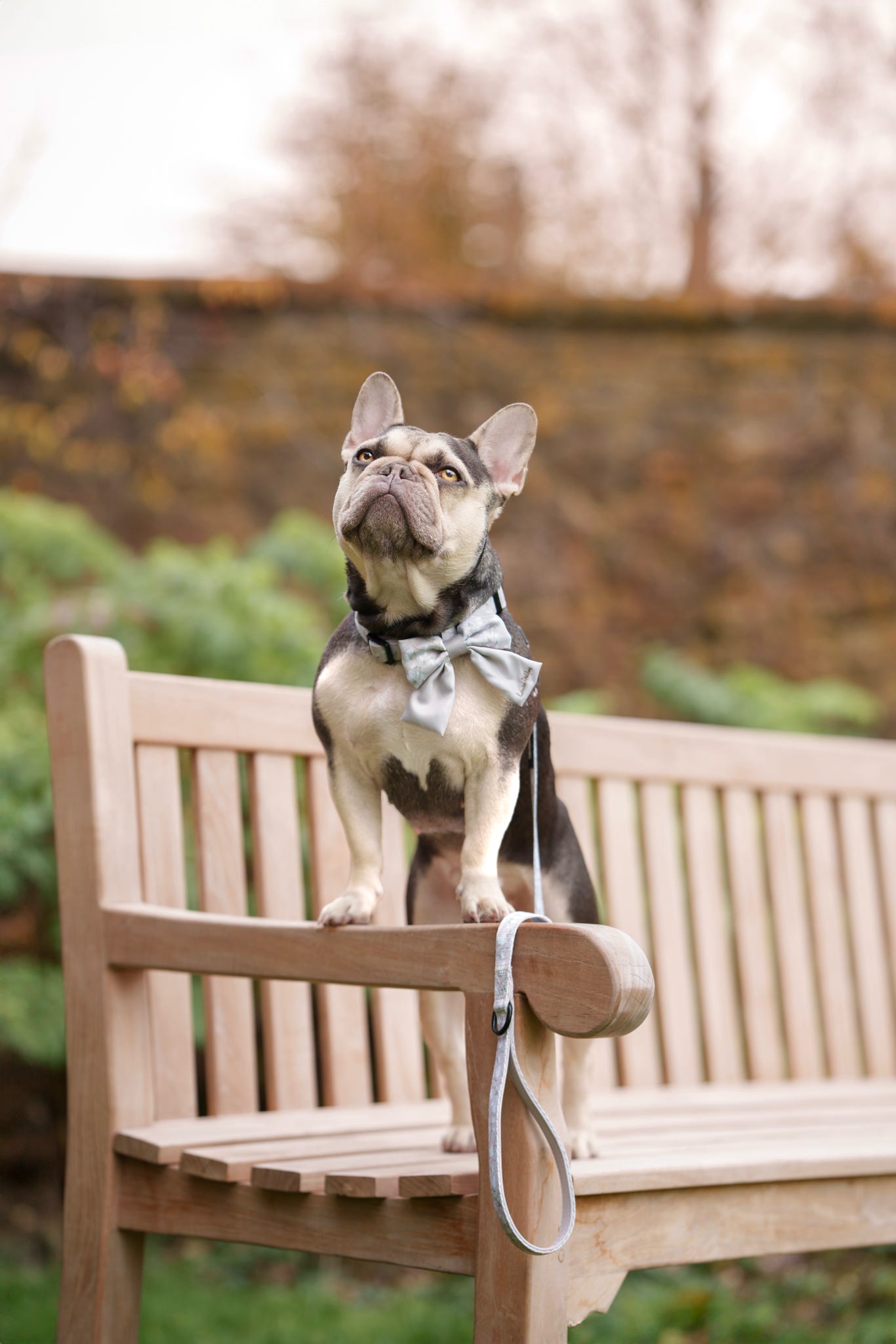 Dog wearing a sailor bow tie standing on a wooden bench outdoors