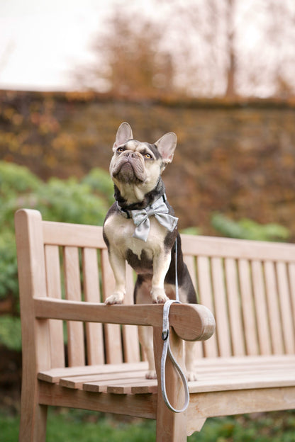 Dog wearing a sailor bow tie standing on a wooden bench outdoors