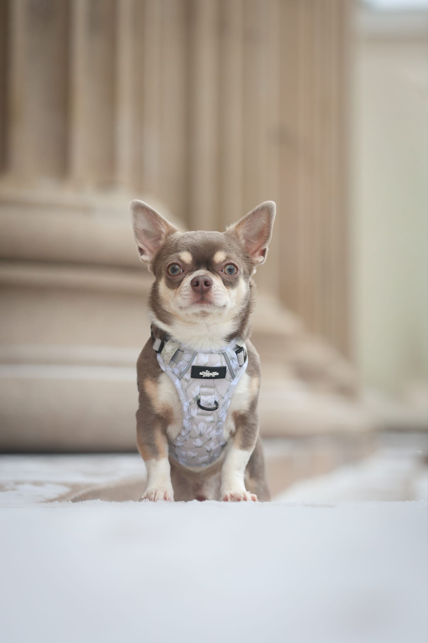 Laura Ashley Dog Harness - Magnolia Grove