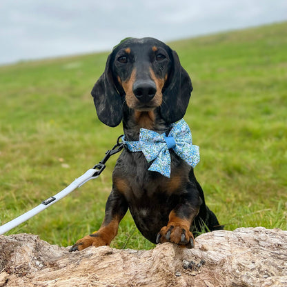 Dog Sailor Bow Tie - Flourishing Forget-Me-Nots