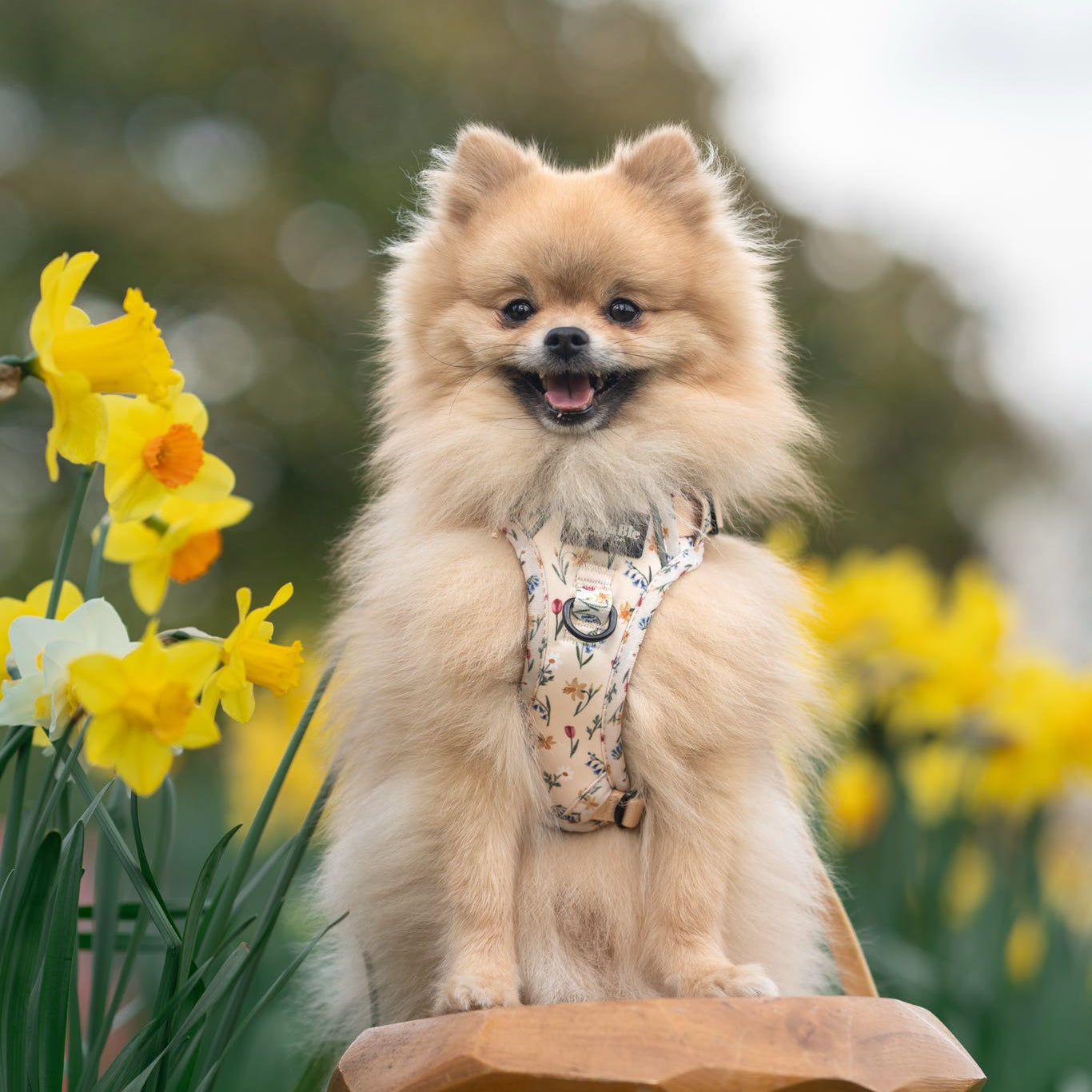 Hike & Go Lite™ Harness - Spring Garden