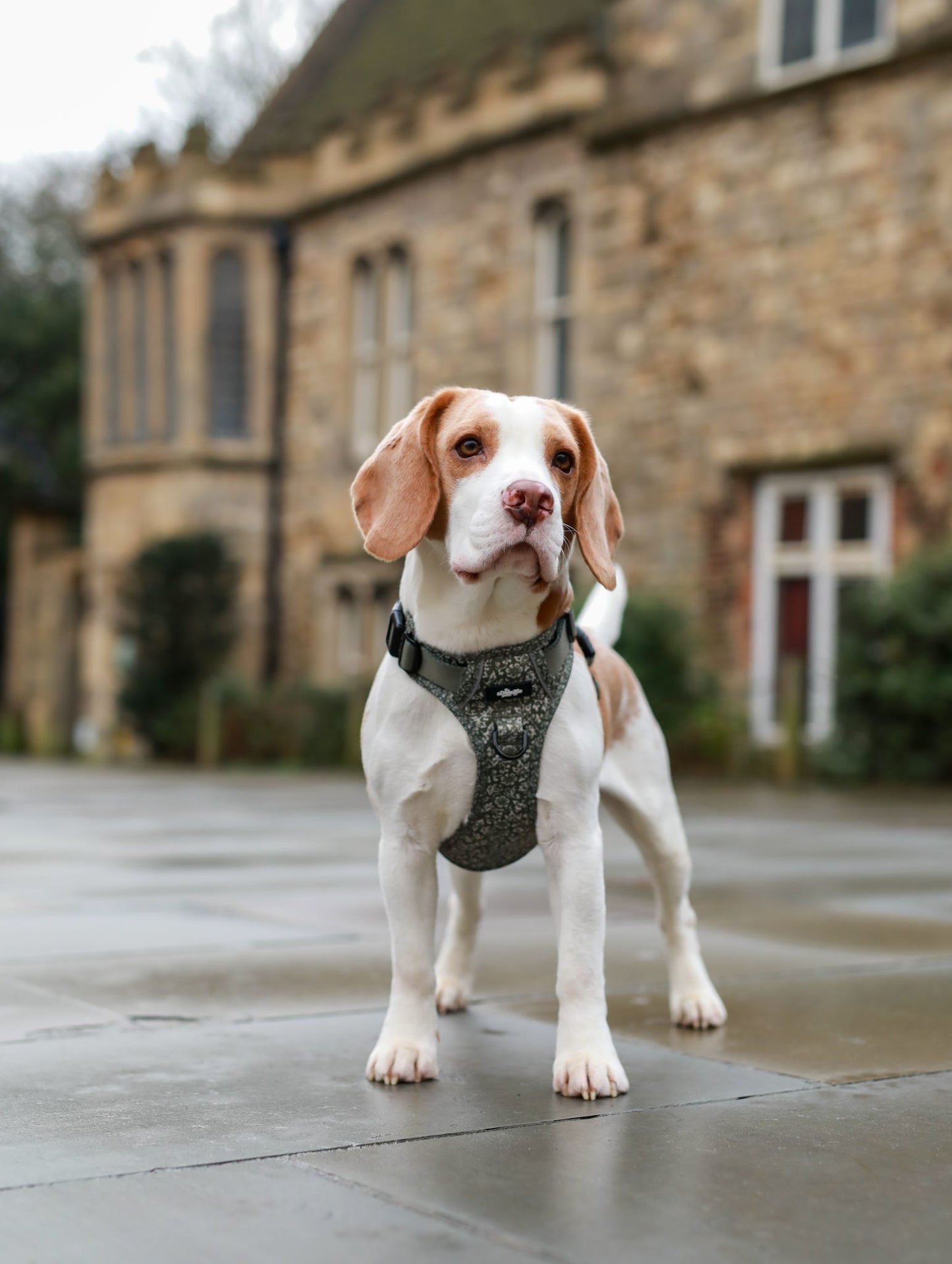 Laura Ashley Dog Harness - Sweet Alyssum