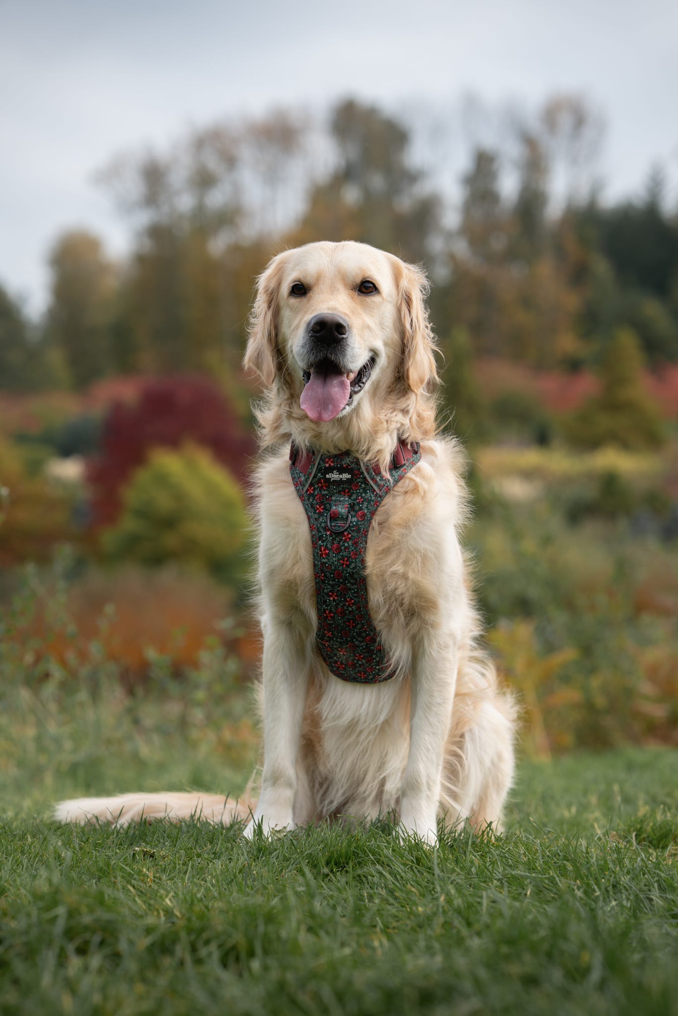 Hike & Go Lite™ Harness - Holly & Ivy