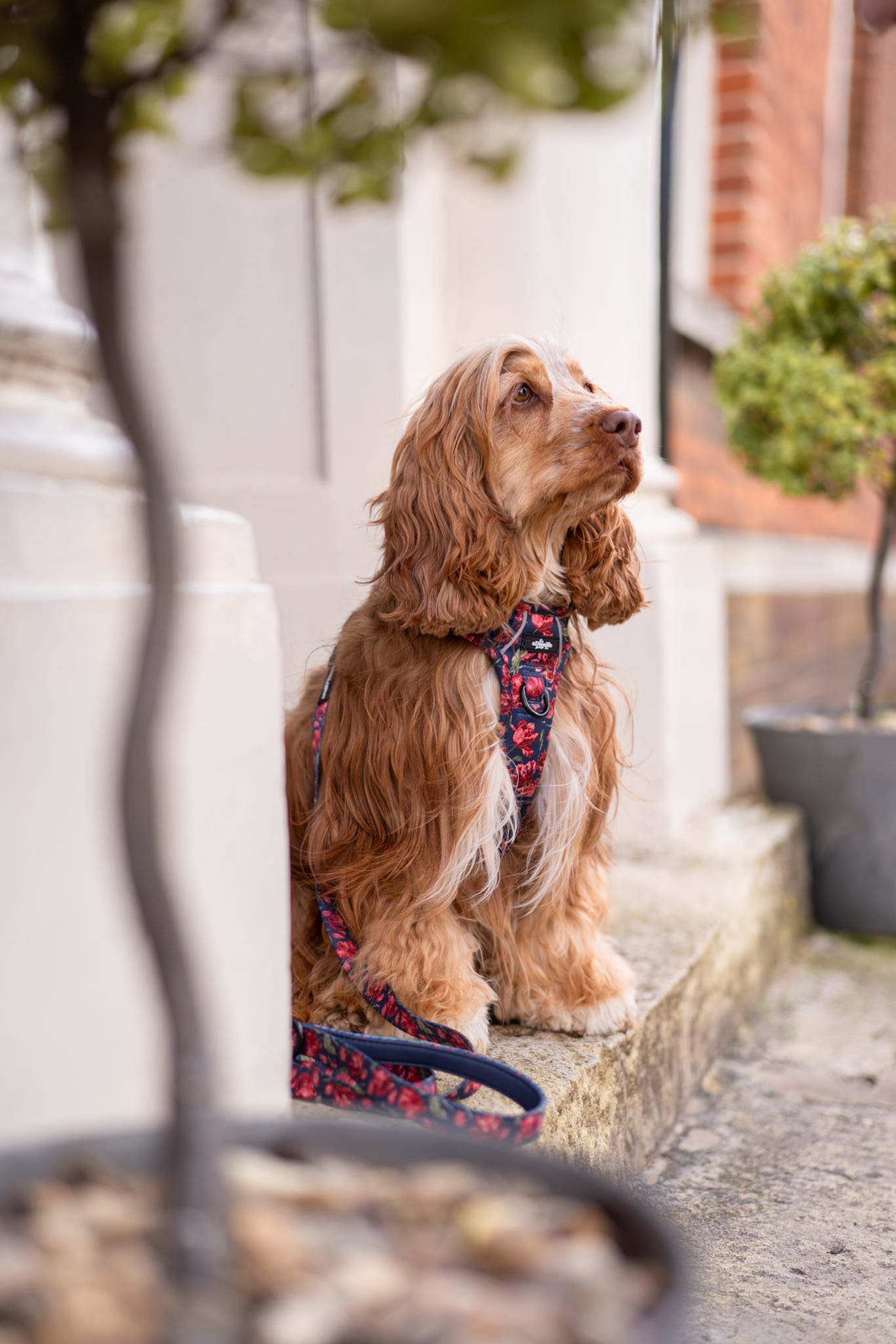 Laura Ashley Dog Harness - Gosford Meadow