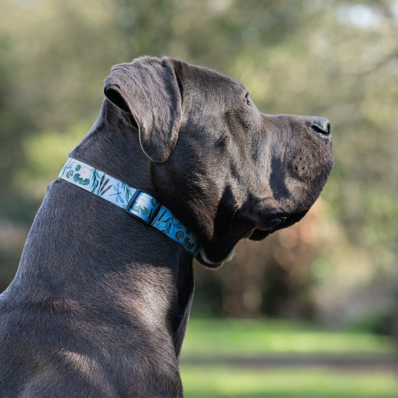 Dog Collar - Willow Waters