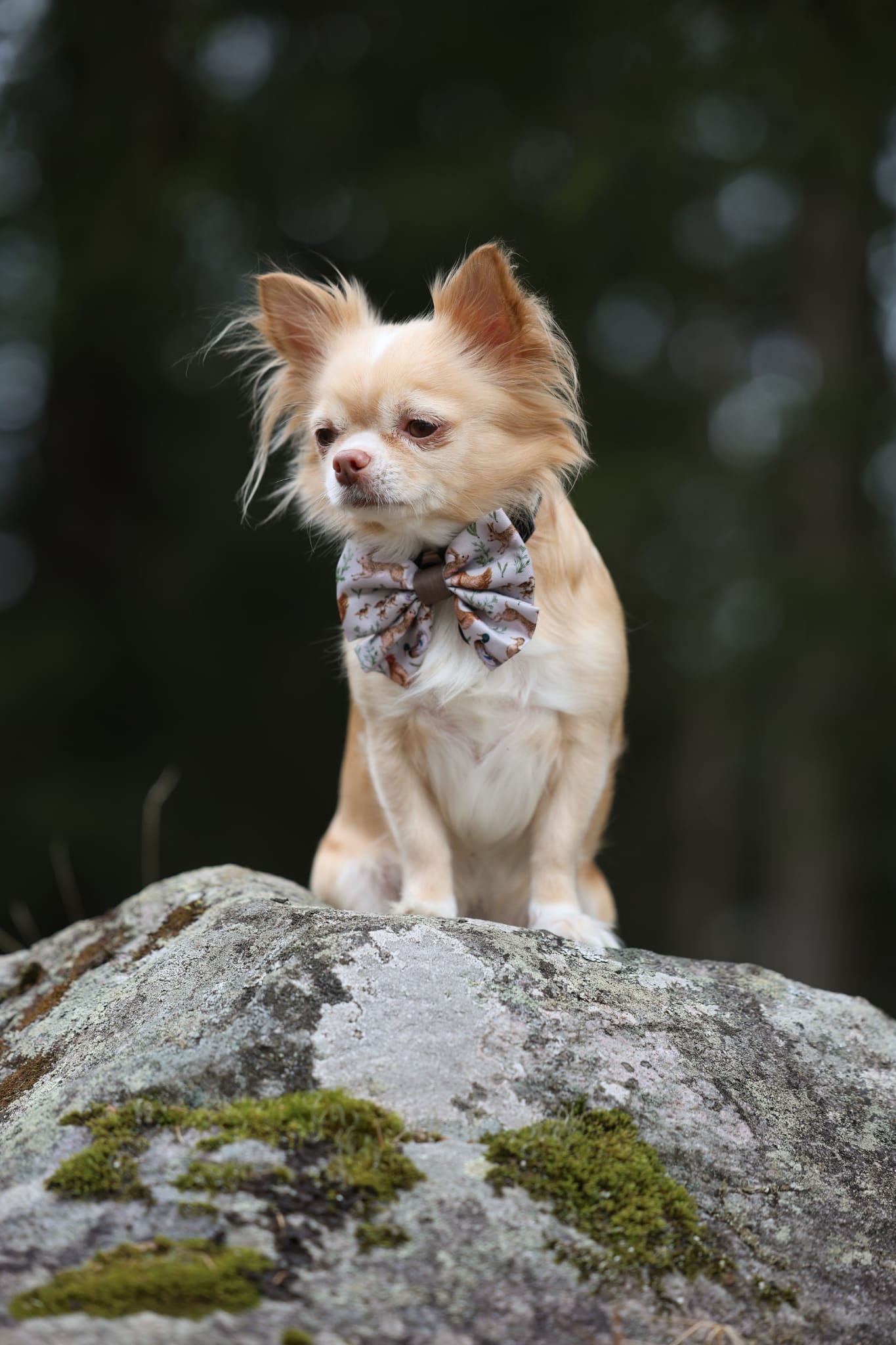 Dog Sailor Bow Tie - Cotswold Cottage
