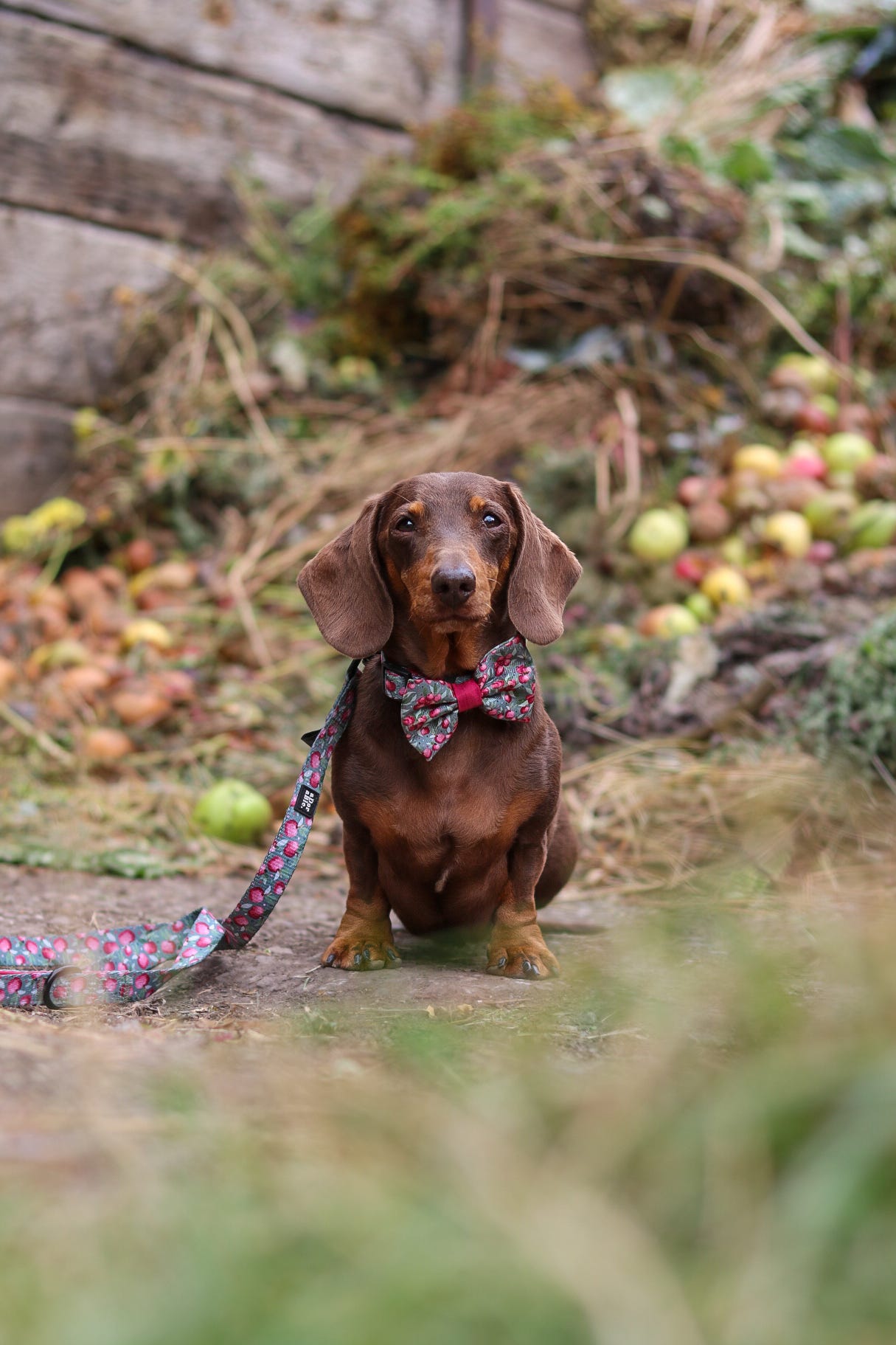 Bow Tie - Crab Apple Cottage