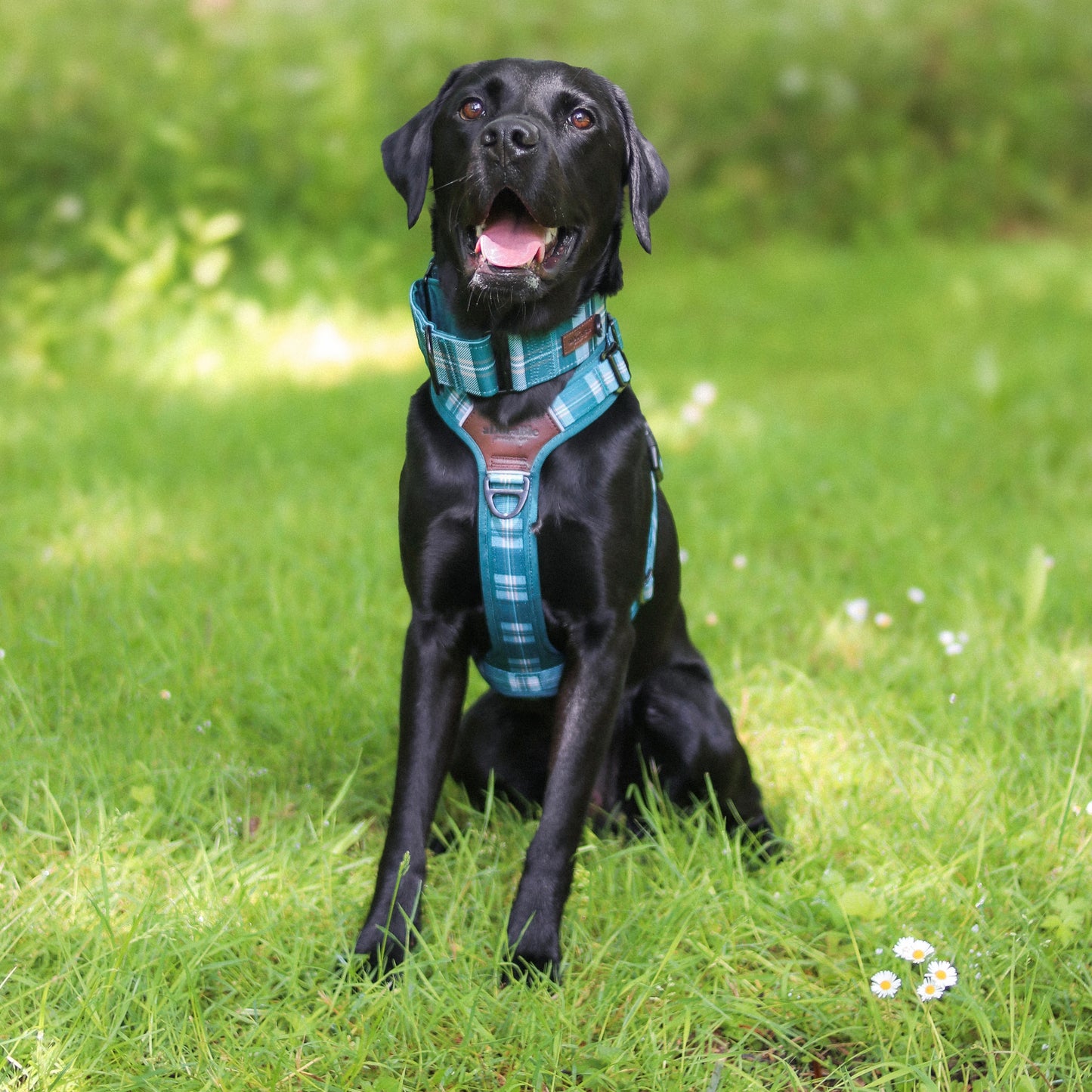 Heritage Martingale Collar - Pheasant Green