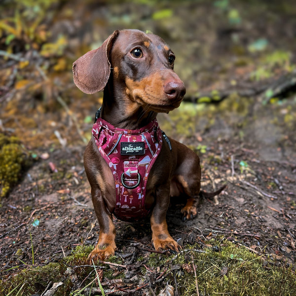 Hike & Go Lite™ Harness - Mulberry Mushrooms