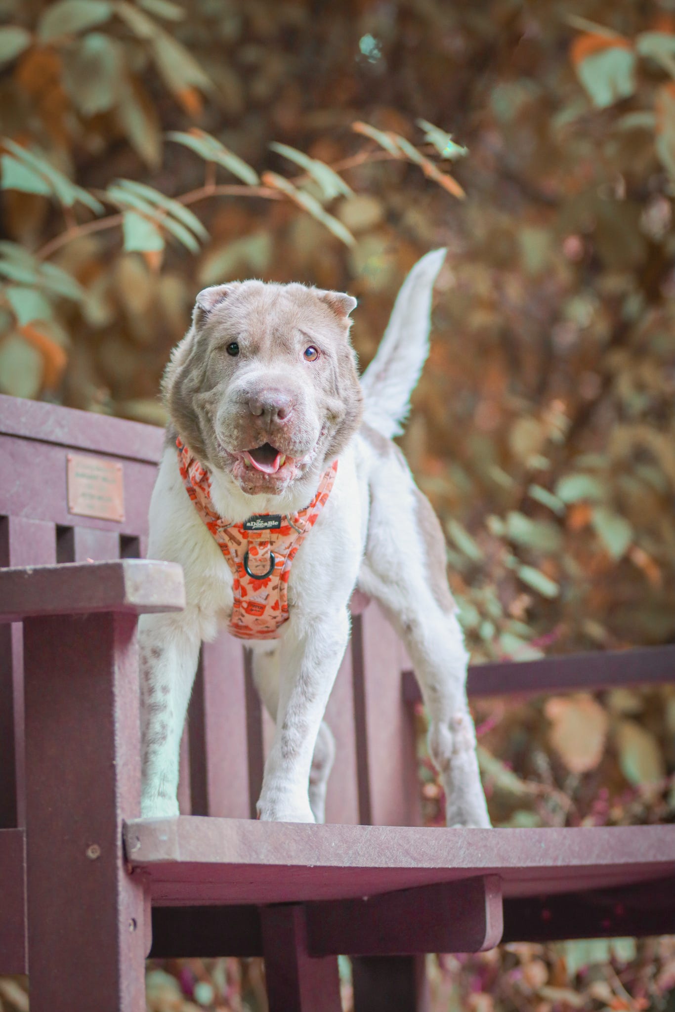 Hike & Go Lite™ Harness - Pumpkin Harvest