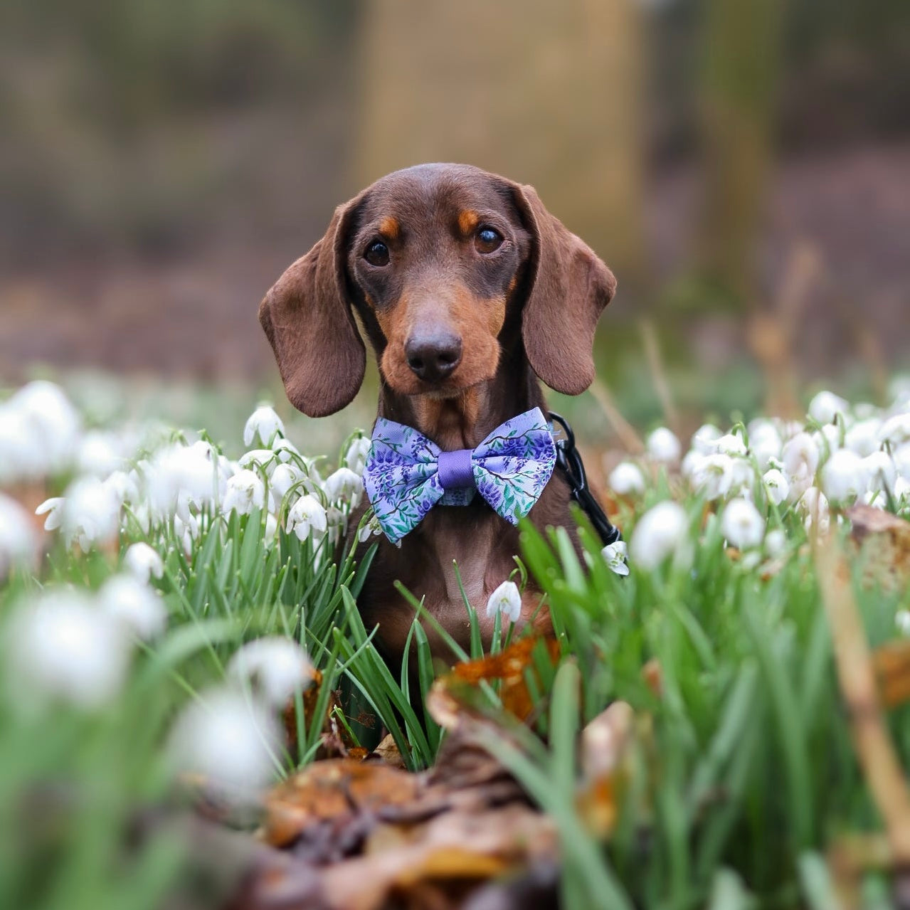 Bow Tie - Wisteria Waltz