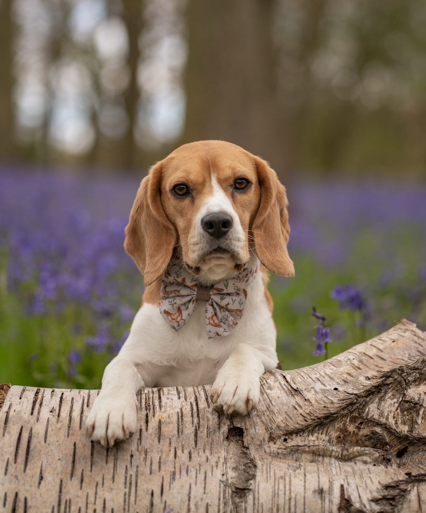 Dog Sailor Bow Tie - Cotswold Cottage