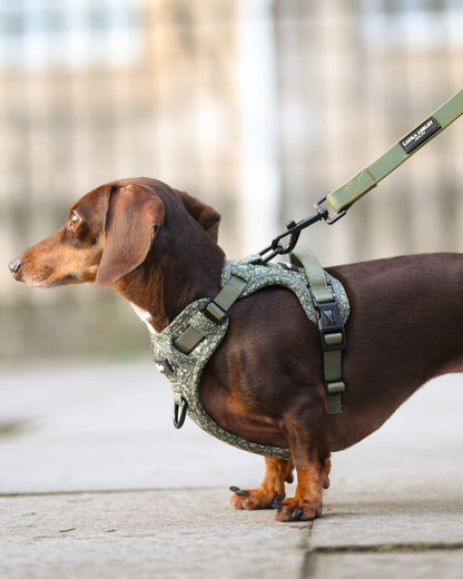 Laura Ashley Dog Harness - Sweet Alyssum