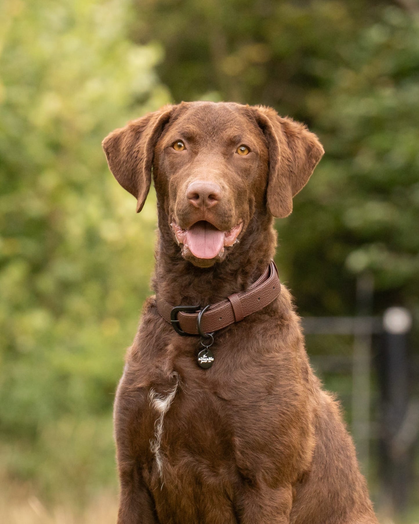Heritage Faux Leather Dog Collar - Brown