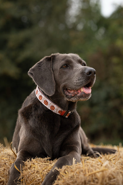Collar - Pumpkin Farm