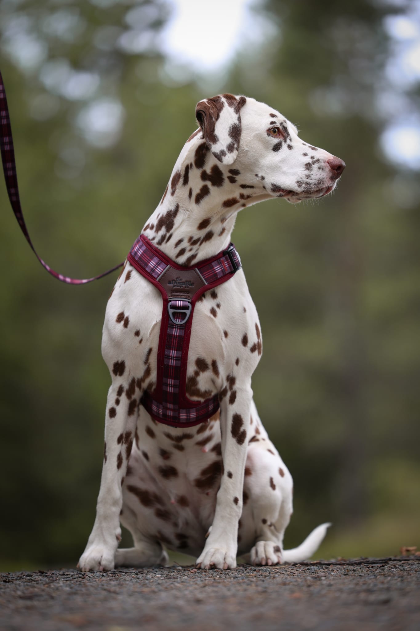 Heritage Lead - Merlot Manor