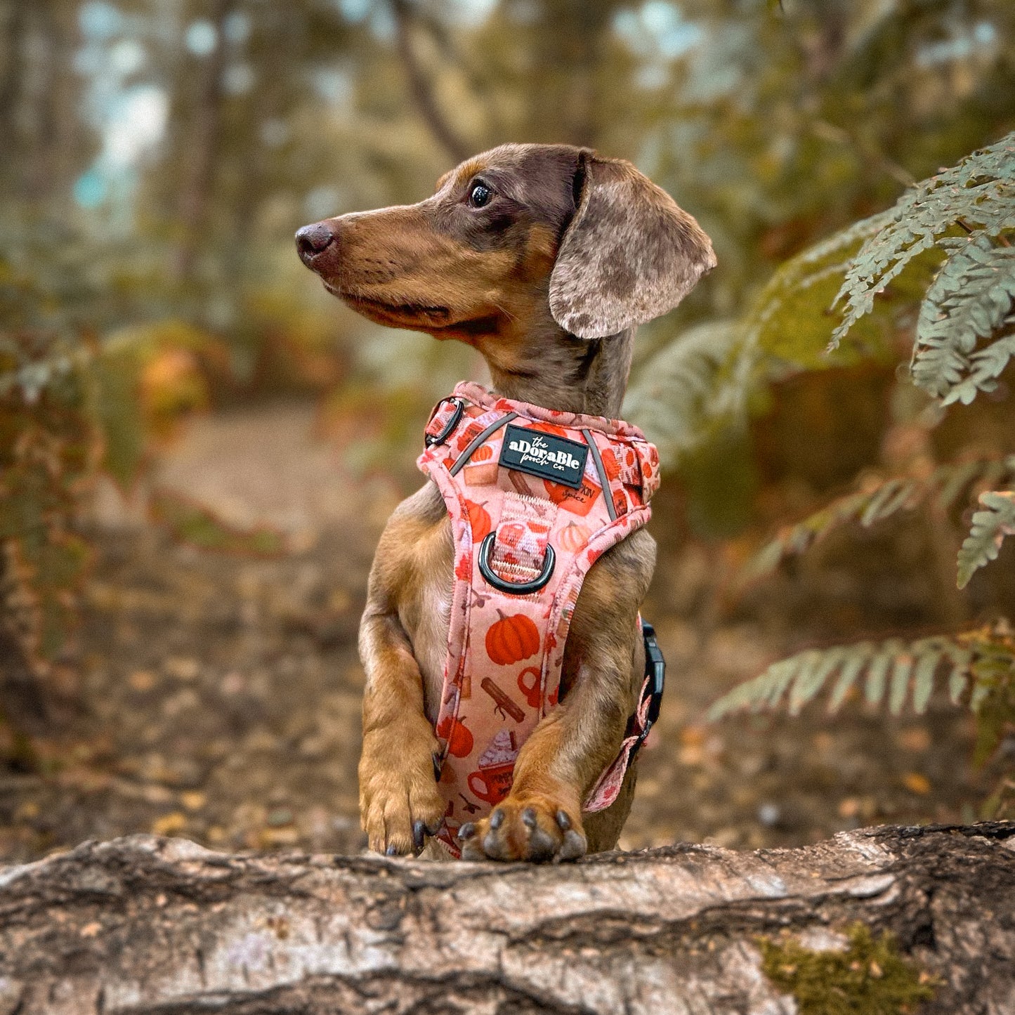 Hike & Go Lite™ Harness - Pumpkin Harvest