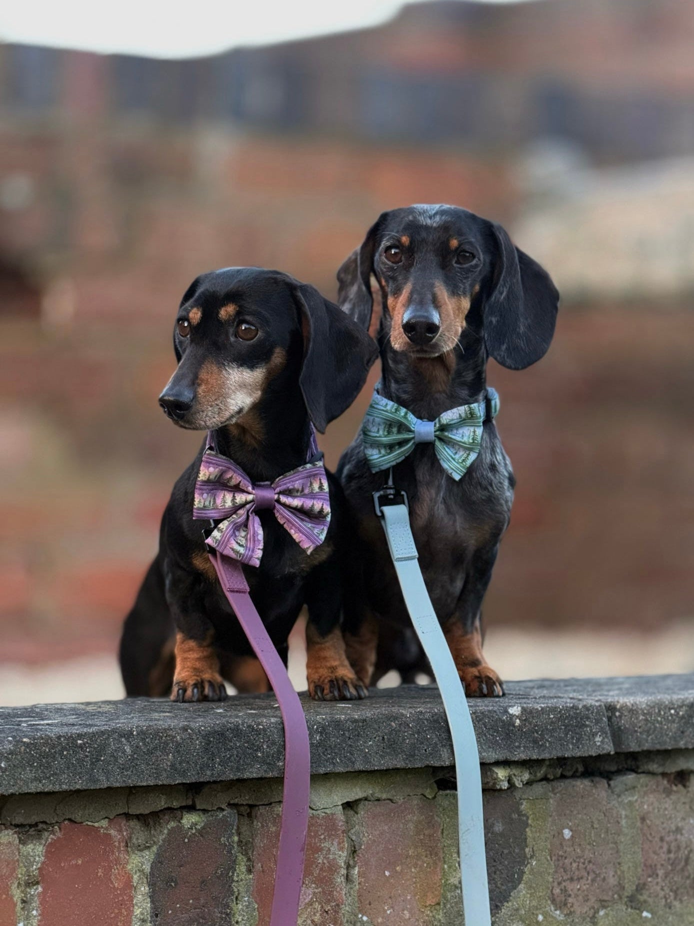 Sailor Bow Tie - Moonlit Pines