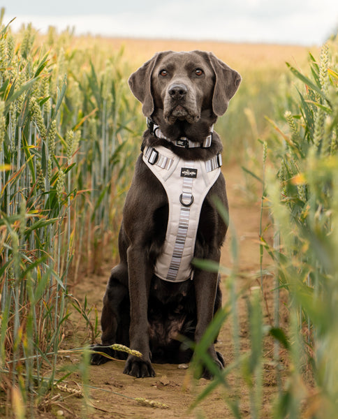 Hike & Go™ Harness - Coconut Cream