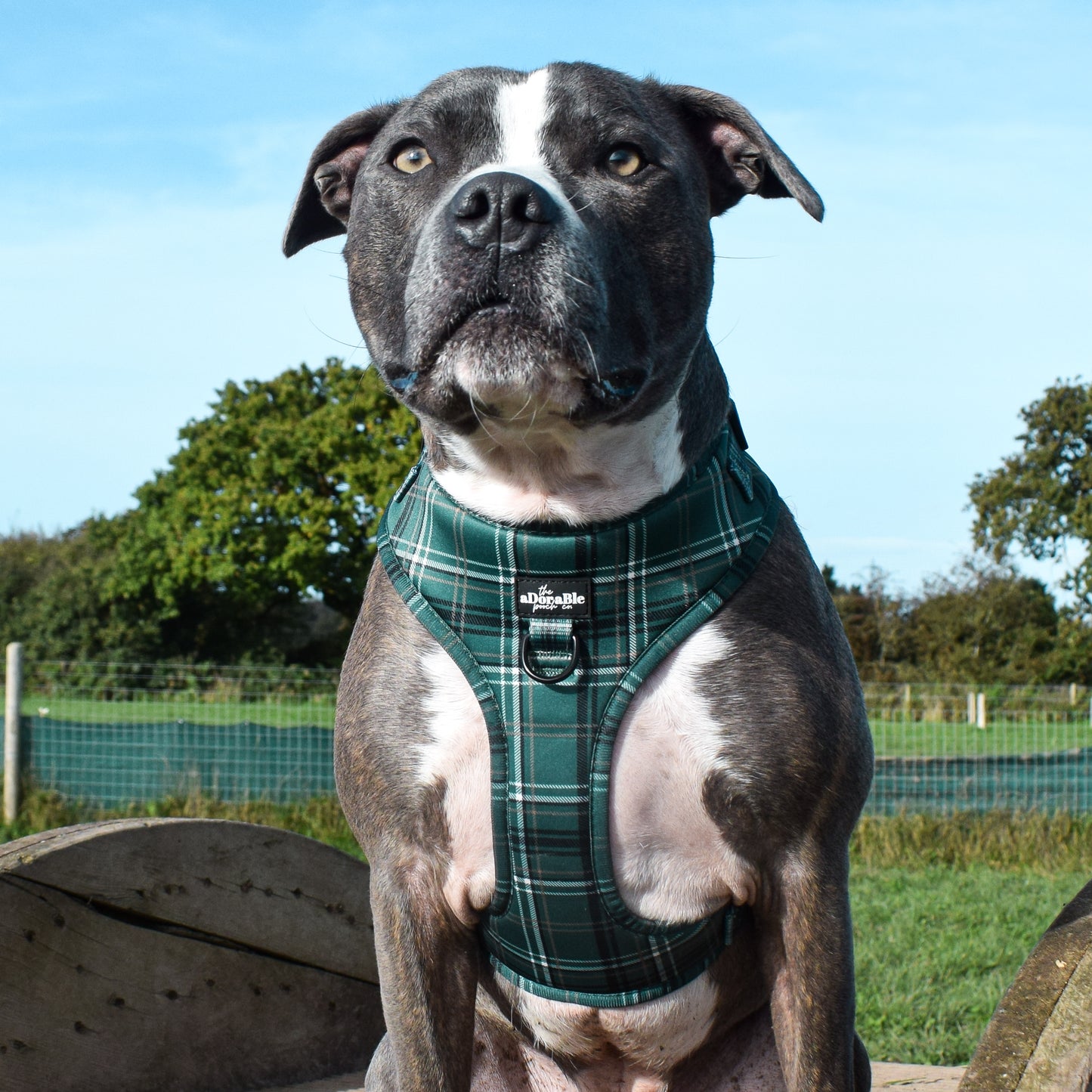 Adjustable Harness - LUXE Hunter Green Plaid