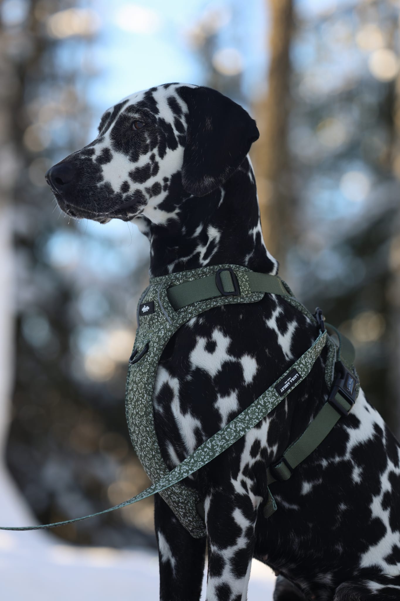Laura Ashley Dog Harness - Sweet Alyssum