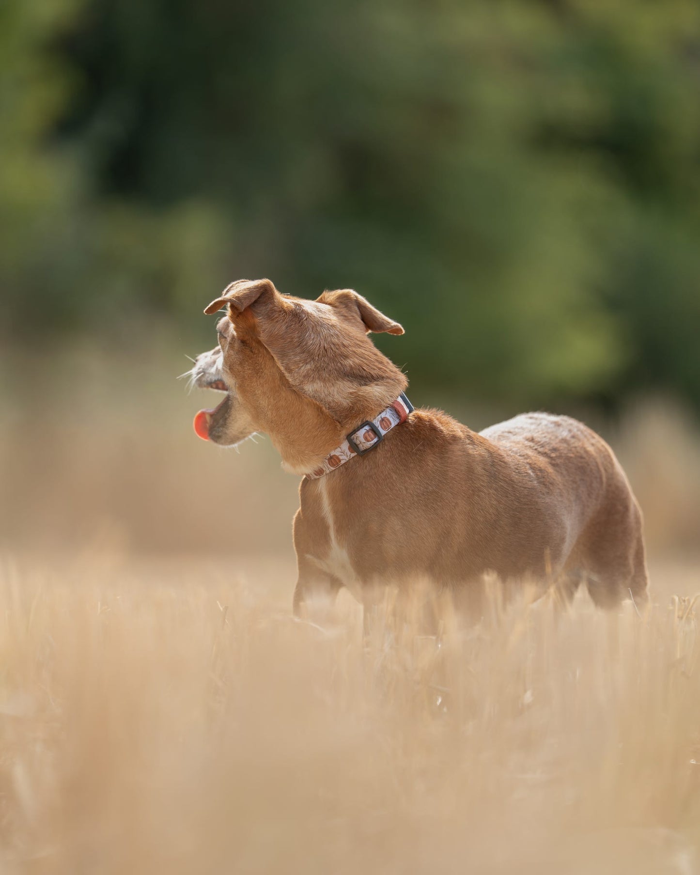 Collar - Pumpkin Farm