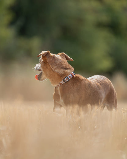 Collar - Pumpkin Farm