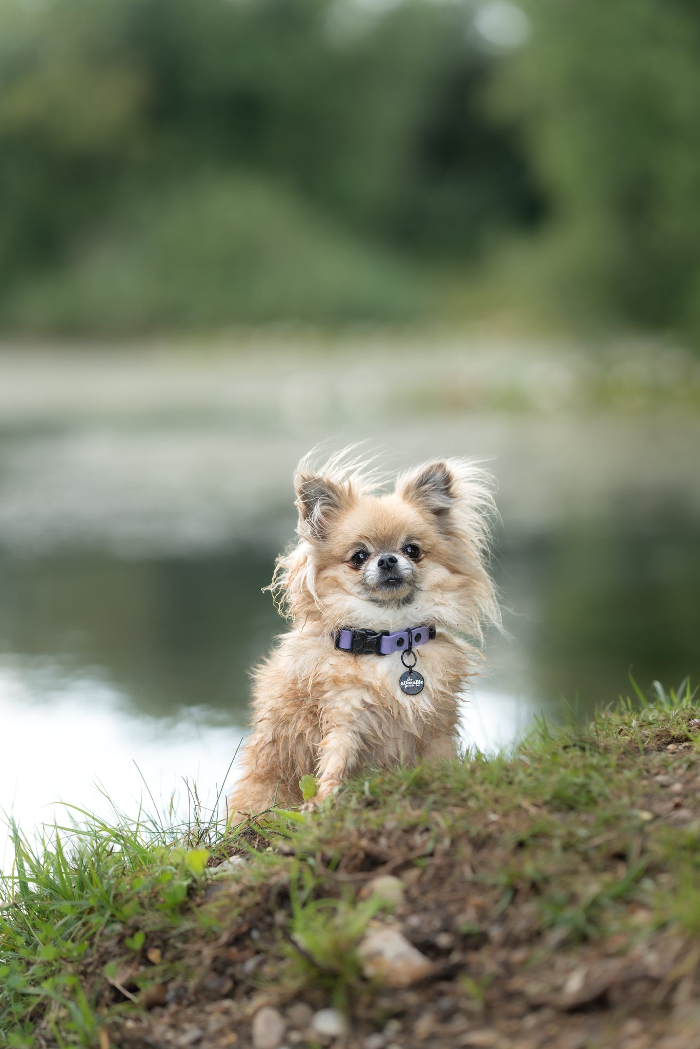 HydroFlex Lite™ Dog Collar - Lavender