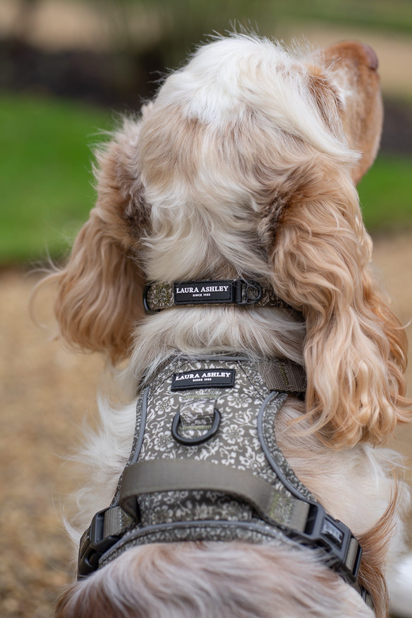 Laura Ashley Dog Collar - Sweet Alyssum