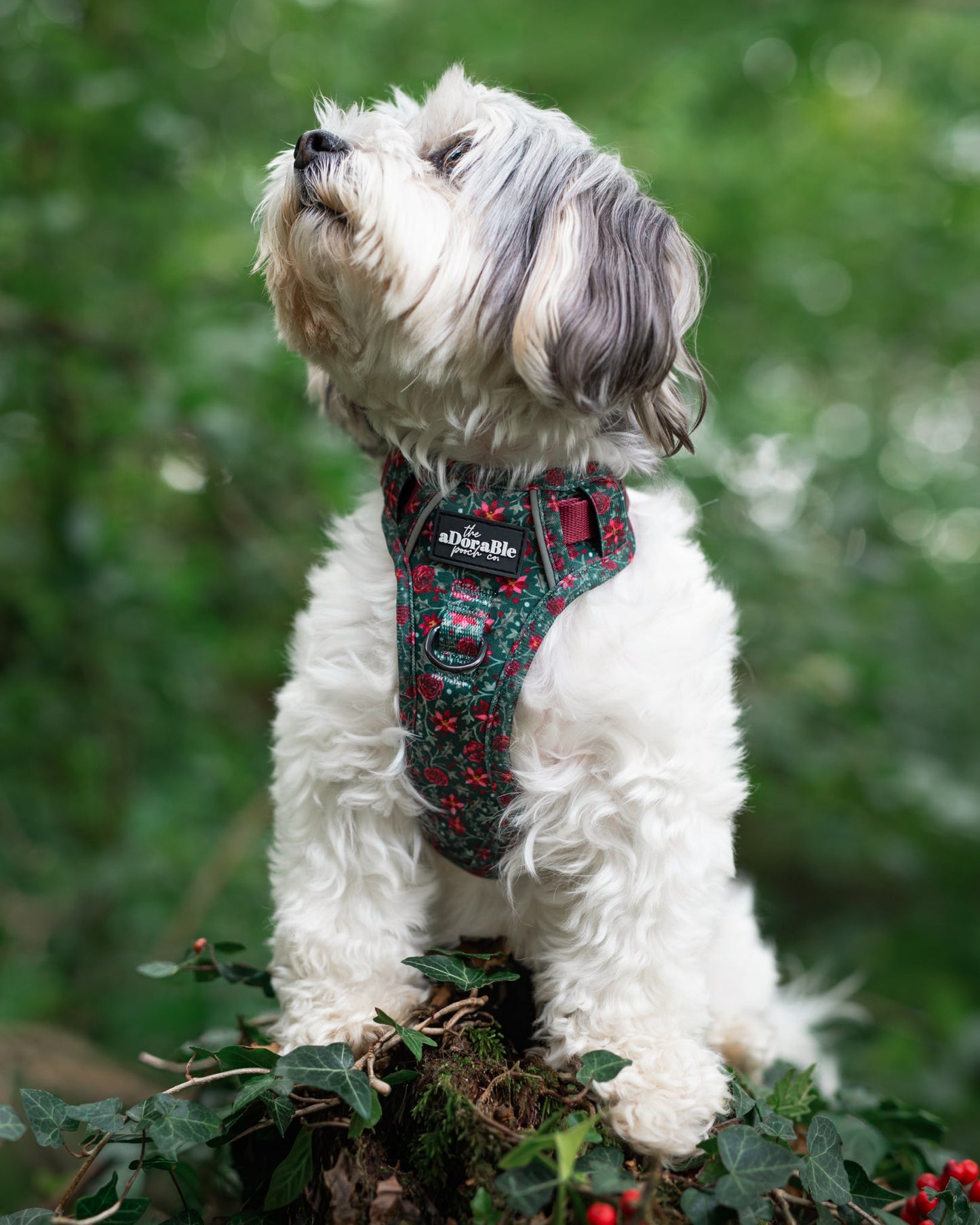 Hike & Go Lite™ Harness - Holly & Ivy