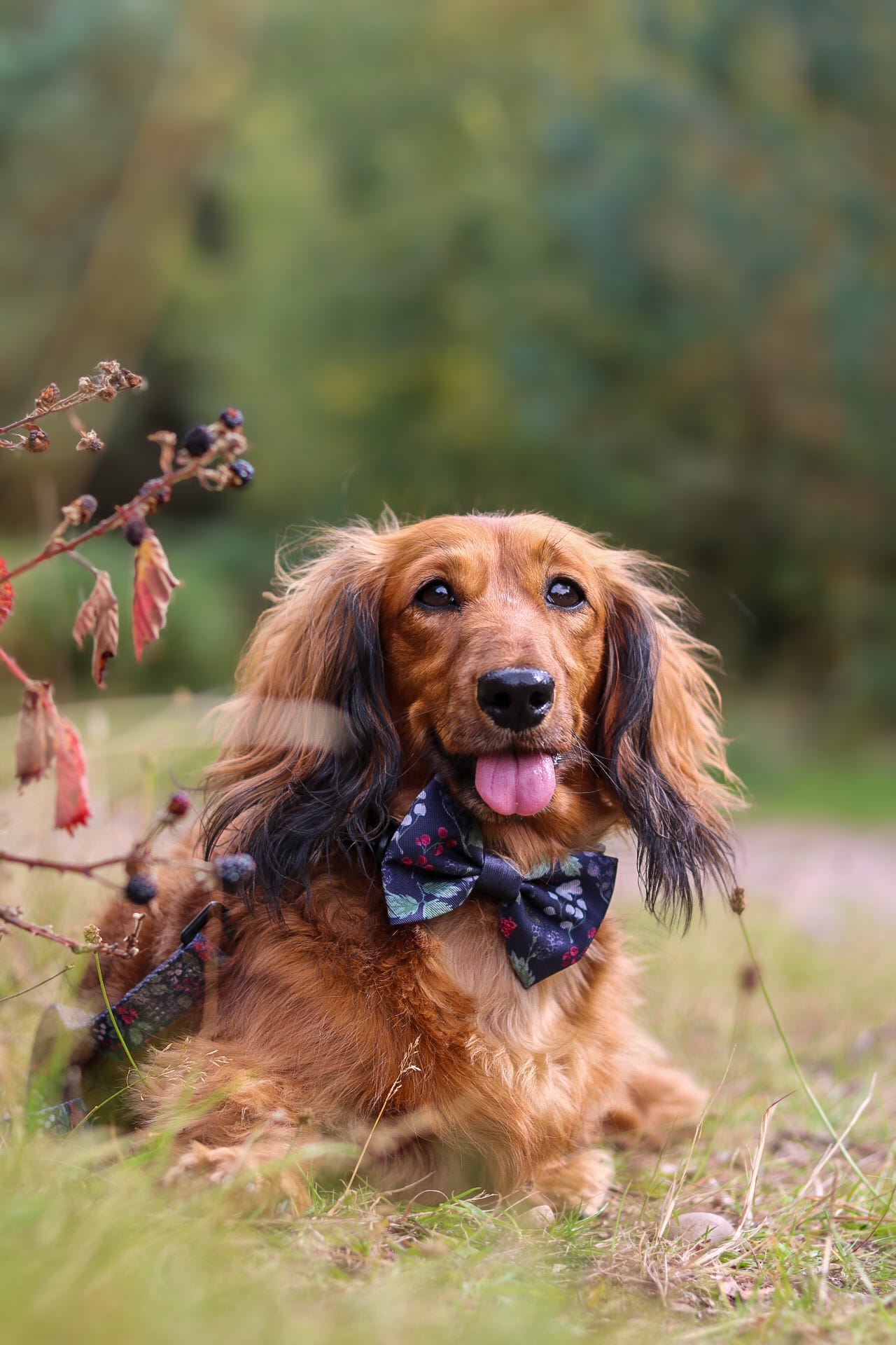 Bow Tie - Bramble Berry