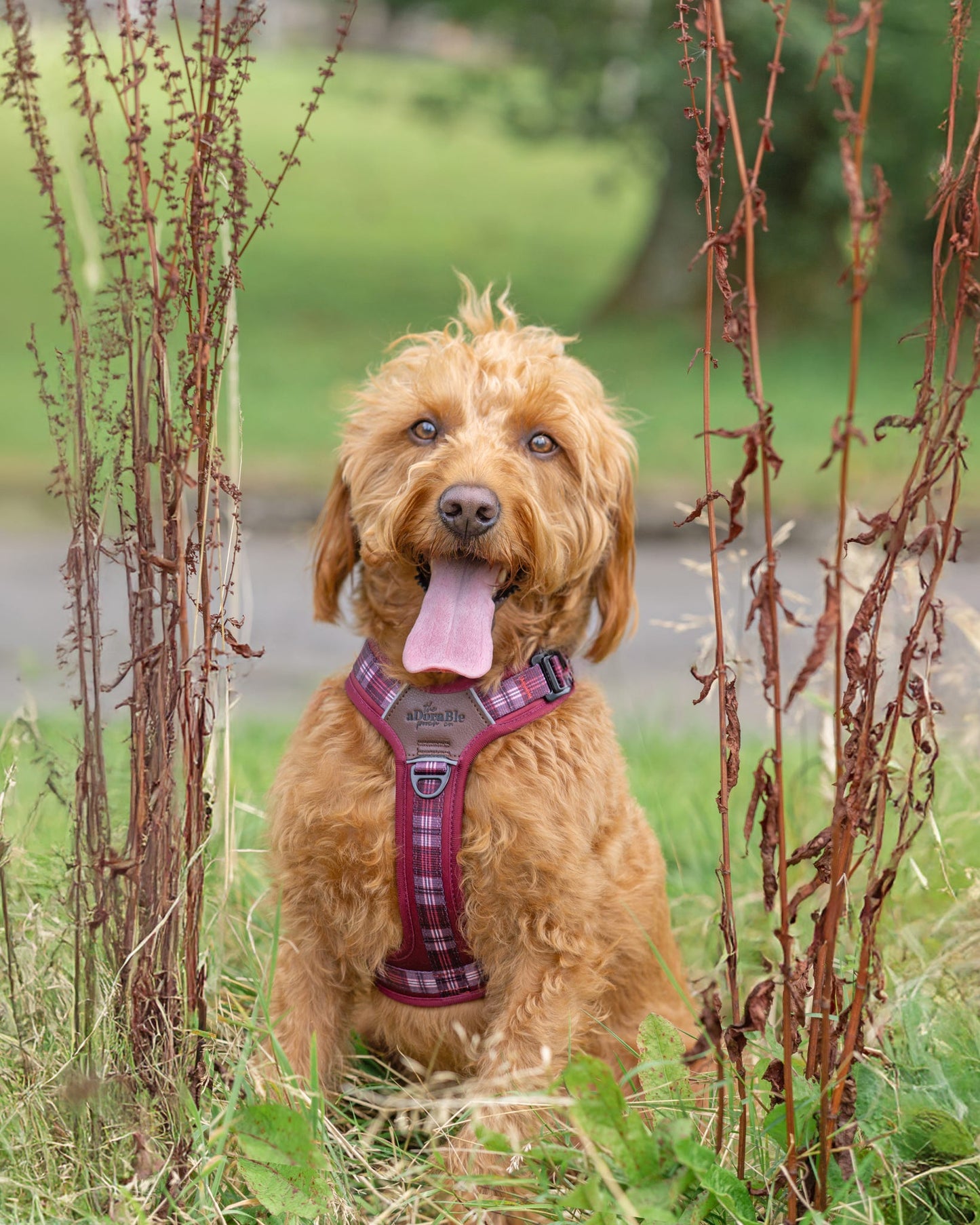 HydroFlex™ Waterproof Dog Lead - Merlot