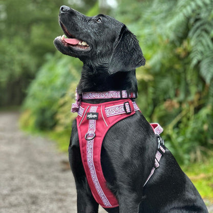 Hike & Go™ Harness - Cherrywood Ivy