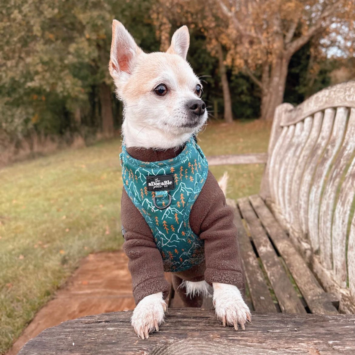 Adjustable Harness - Alpine Adventure