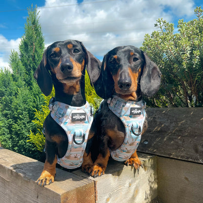 Hike & Go Lite™ Harness - Coastal Beach Grass