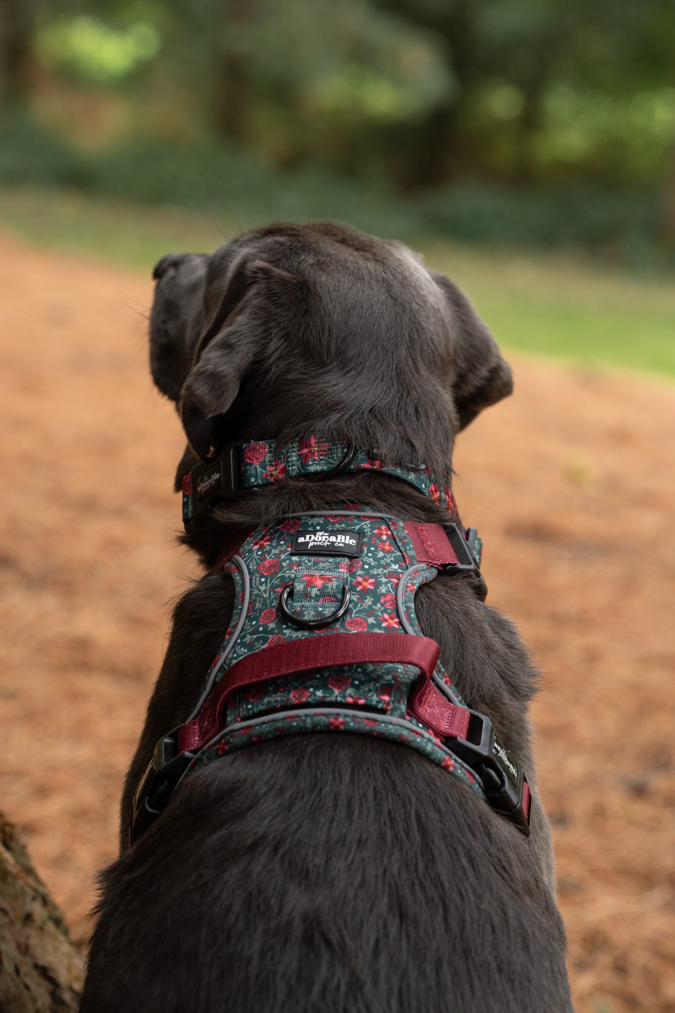 Hike & Go Lite™ Harness - Holly & Ivy